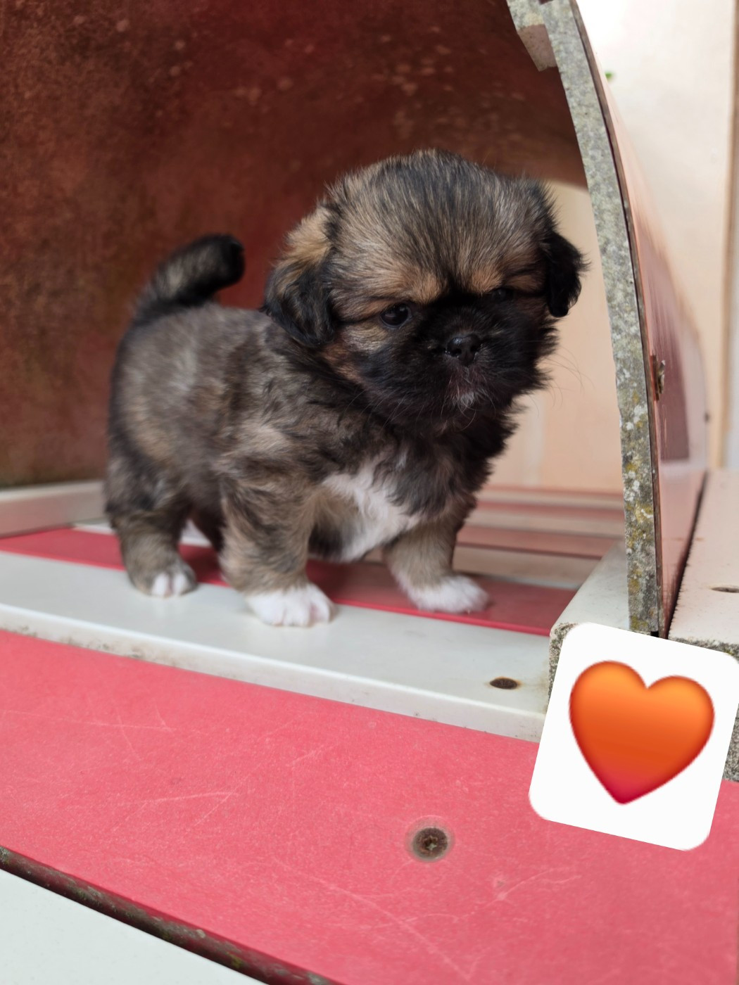 D'Elocera Parck - Chiots disponibles - Epagneul tibetain