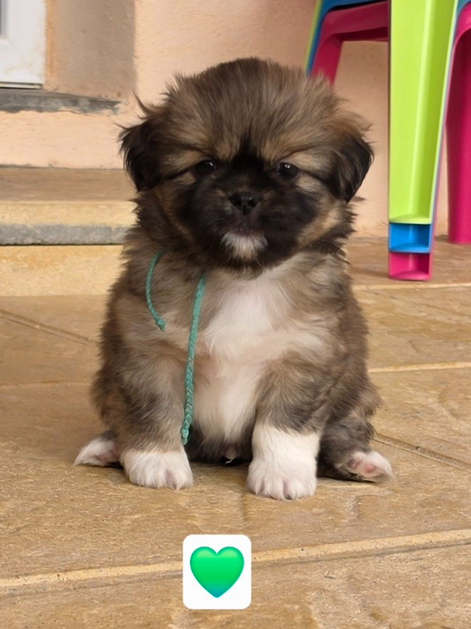 D'Elocera Parck - Chiots disponibles - Epagneul tibetain