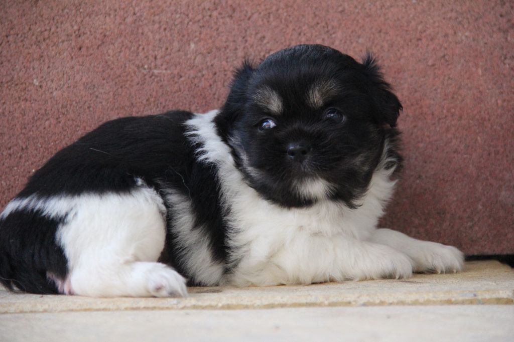 d'Elocera Parck - Epagneul tibetain - Portée née le 25/06/2024