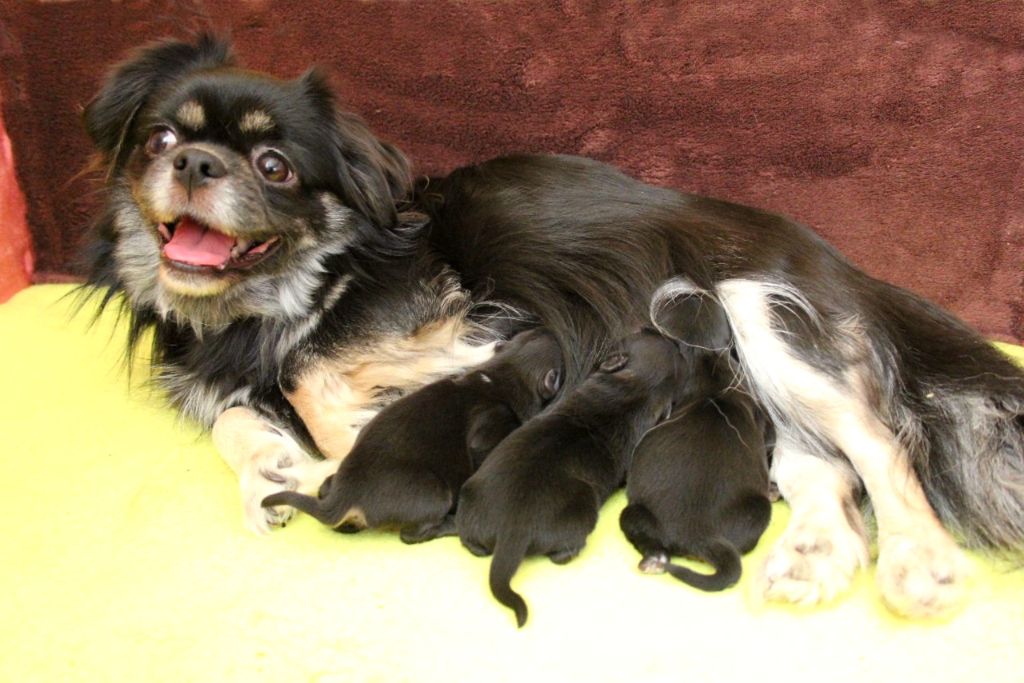 d'Elocera Parck - Epagneul tibetain - Portée née le 18/03/2020