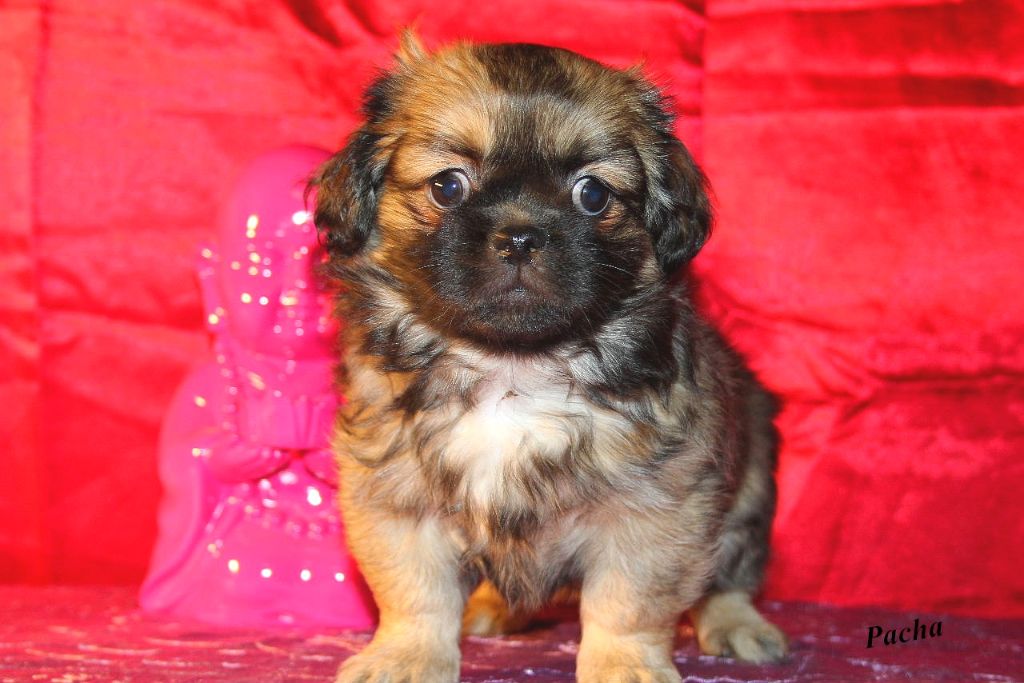 d'Elocera Parck - Epagneul tibetain - Portée née le 30/09/2019