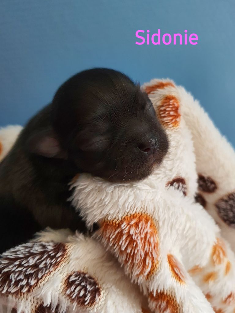 d'Elocera Parck - Epagneul tibetain - Portée née le 31/07/2021