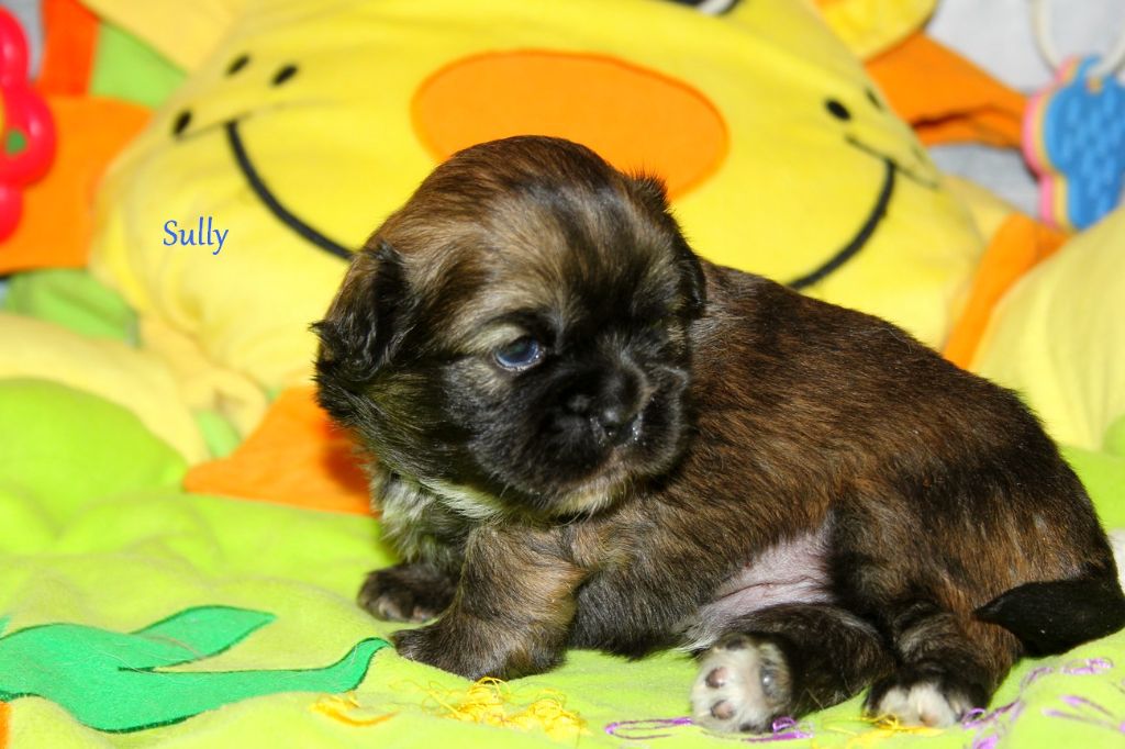 d'Elocera Parck - Epagneul tibetain - Portée née le 24/04/2021