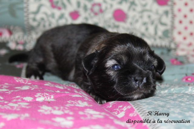 d'Elocera Parck - Epagneul tibetain - Portée née le 17/11/2020