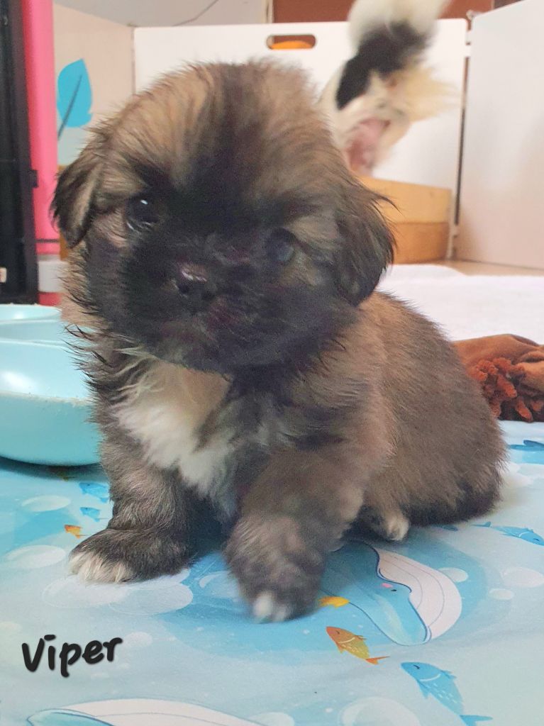 d'Elocera Parck - Epagneul tibetain - Portée née le 15/06/2024