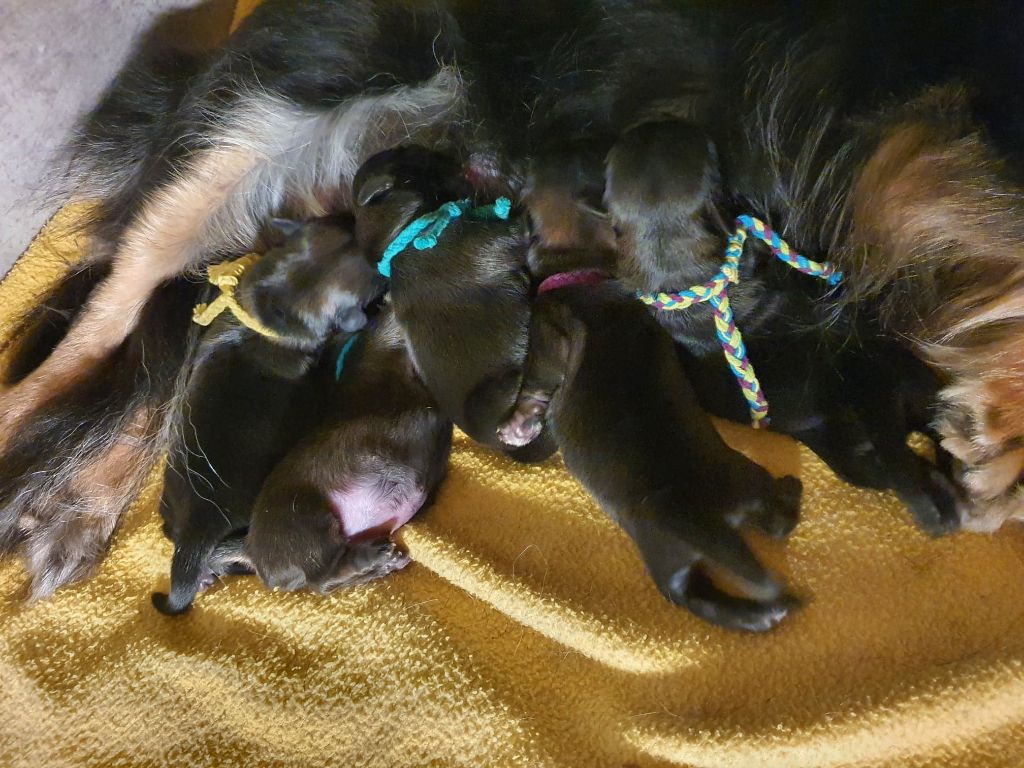 d'Elocera Parck - Epagneul tibetain - Portée née le 29/05/2022