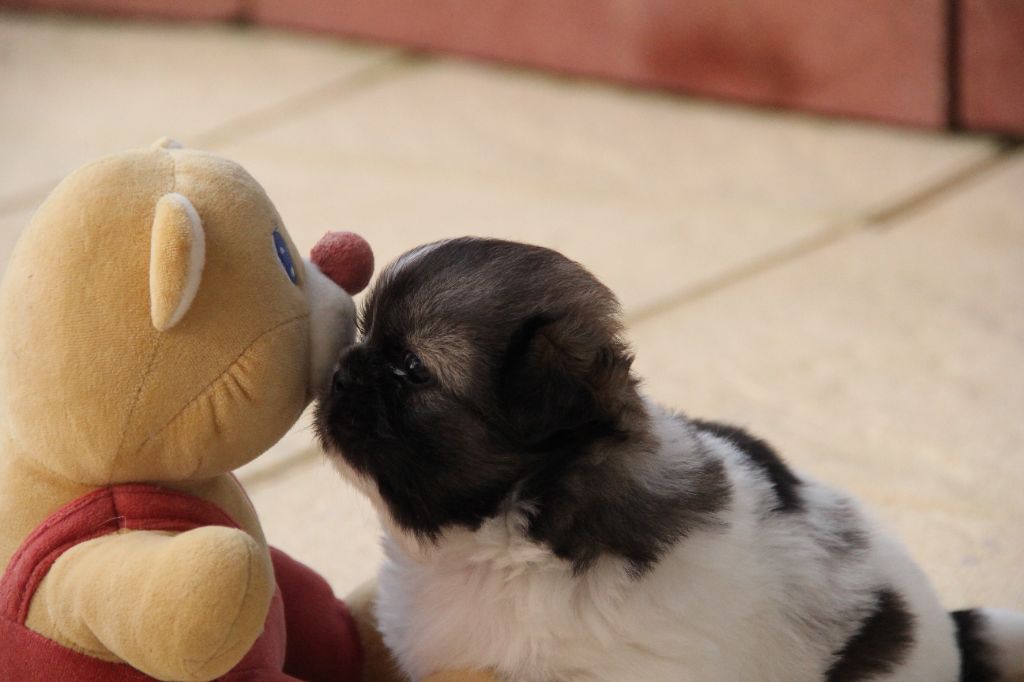 d'Elocera Parck - Epagneul tibetain - Portée née le 25/06/2024