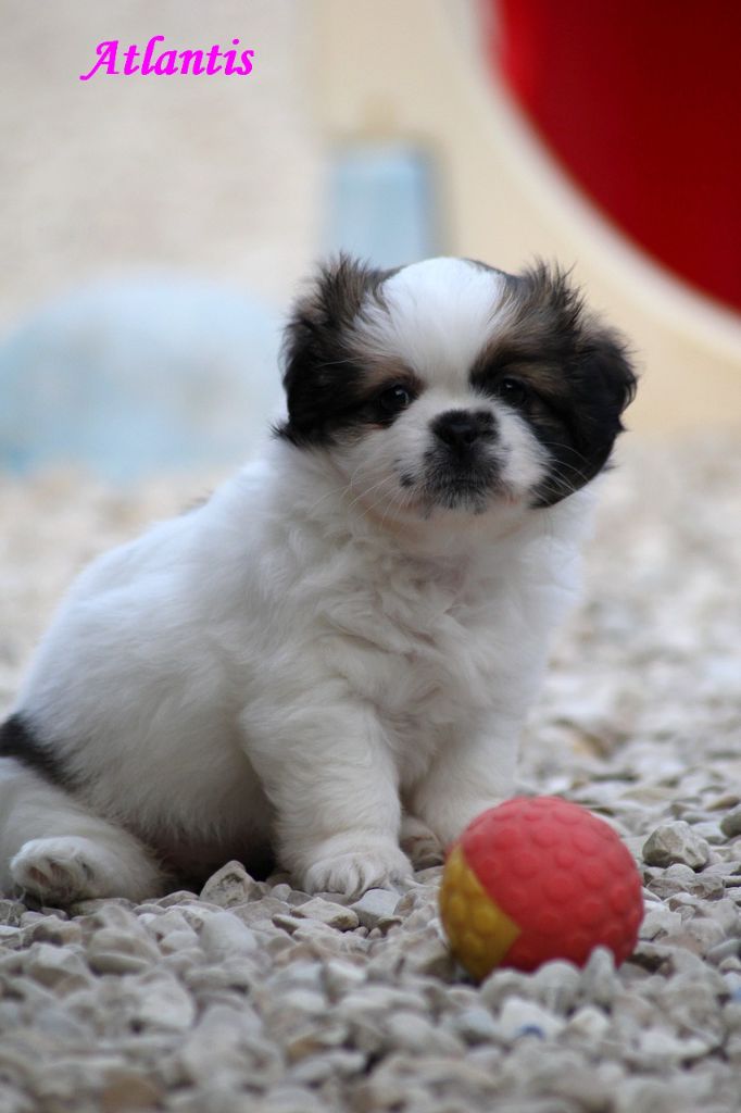 d'Elocera Parck - Chiots disponibles - Epagneul tibetain