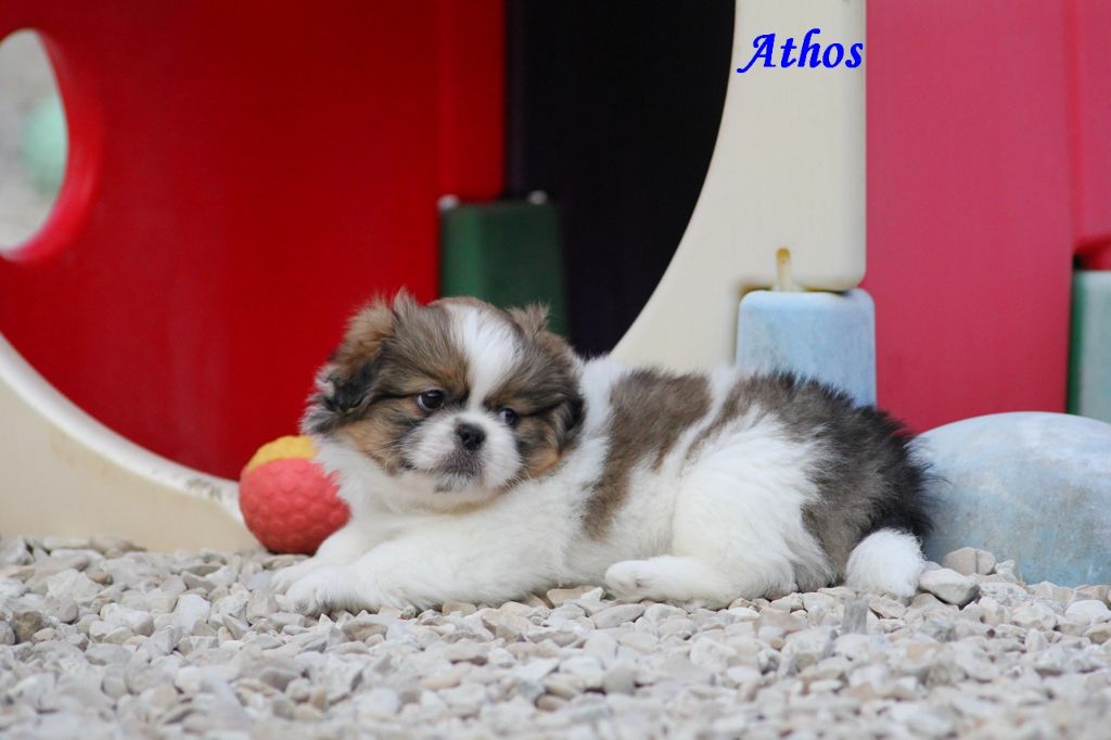 d'Elocera Parck - Epagneul tibetain - Portée née le 27/06/2025